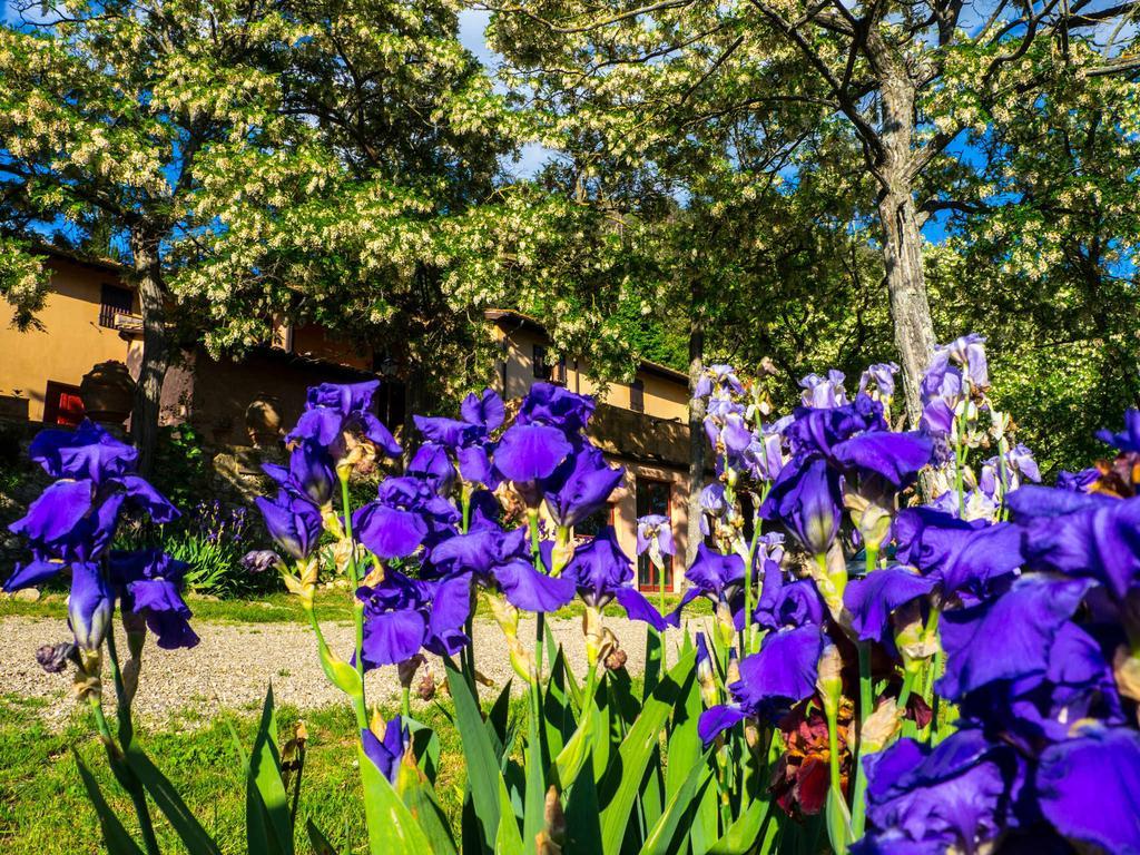Agriturismo Verde Oliva Баньо-а-Риполи Экстерьер фото